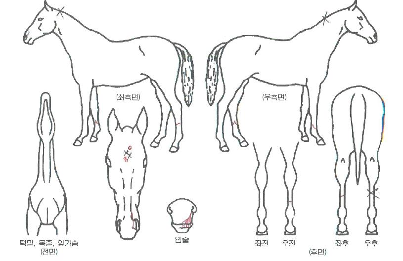 ���Ҹ����� ����,���,�޸�,�λ�,�ٸ��� Ư¡����