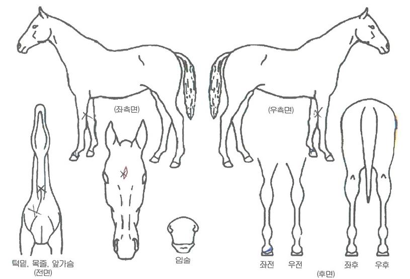 �������� ����,���,�޸�,�λ�,�ٸ��� Ư¡����