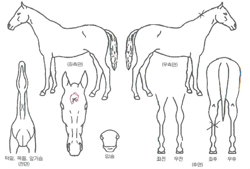 À¯¼ººòÅ丮ÀÇ Ãø¸é,¿ì¸é,µÞ¸é,µÎ»ó,´Ù¸®ÀÇ Æ¯Â¡µµÇØ