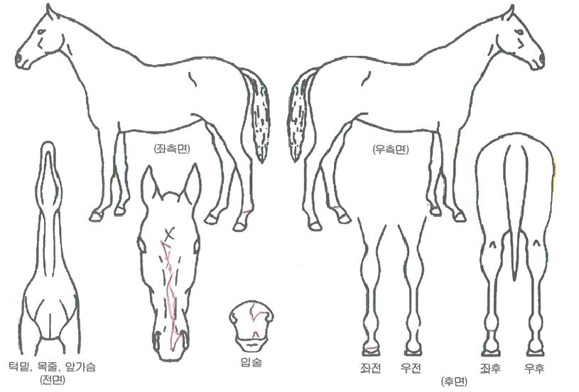 ����Ʈ�ô��� ����,���,�޸�,�λ�,�ٸ��� Ư¡����