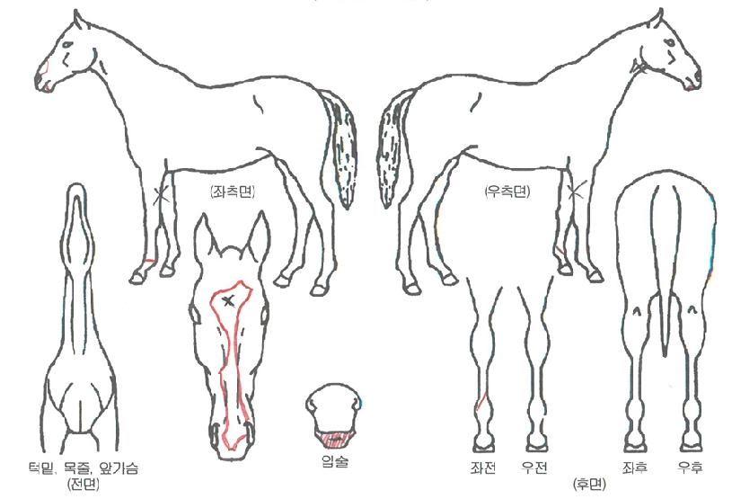 �������ڸ��� ����,���,�޸�,�λ�,�ٸ��� Ư¡����