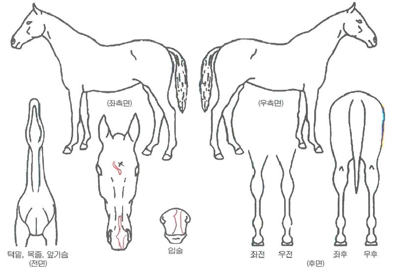 ÂøÇѱݾÆÀÇ Ãø¸é,¿ì¸é,µÞ¸é,µÎ»ó,´Ù¸®ÀÇ Æ¯Â¡µµÇØ