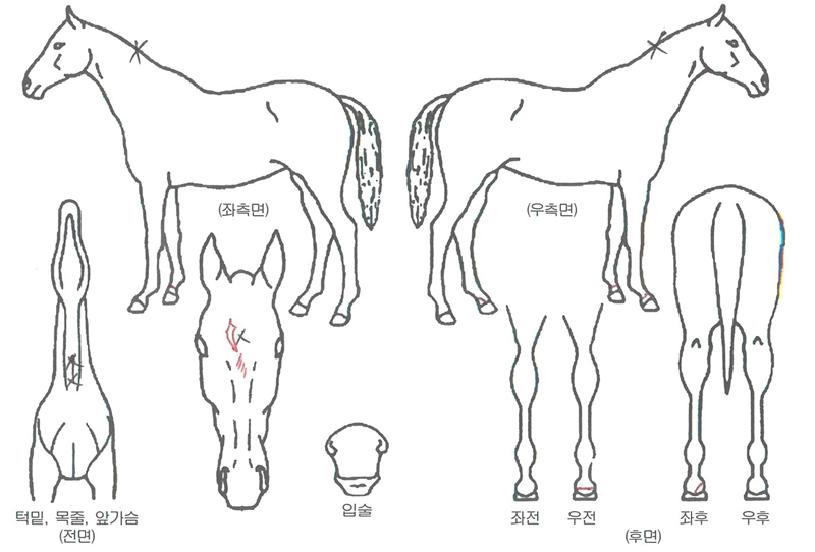 ½Ç¹ö°ñµåÀÇ Ãø¸é,¿ì¸é,µÞ¸é,µÎ»ó,´Ù¸®ÀÇ Æ¯Â¡µµÇØ