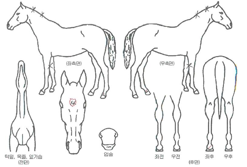 ��ƮŸ���� ����,���,�޸�,�λ�,�ٸ��� Ư¡����