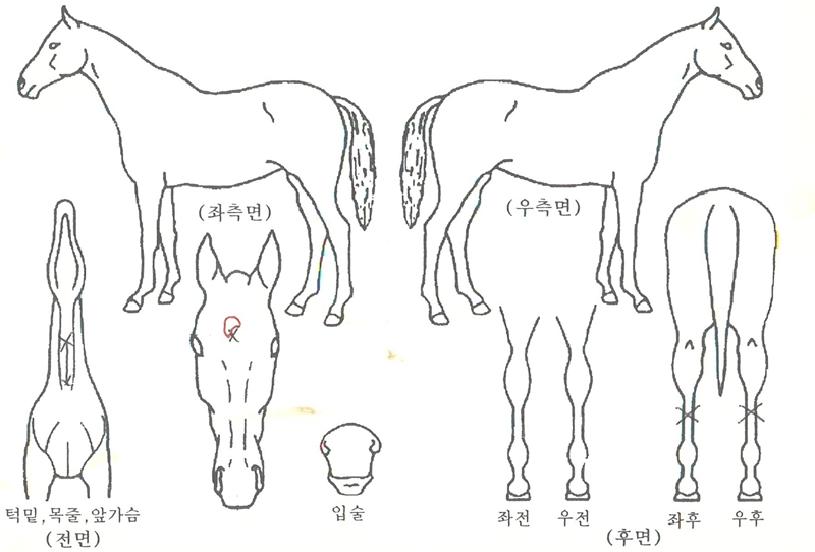 ¶óÇÇ¿¡¸£ÀÚ¸¶ÀÇ Ãø¸é,¿ì¸é,µÞ¸é,µÎ»ó,´Ù¸®ÀÇ Æ¯Â¡µµÇØ