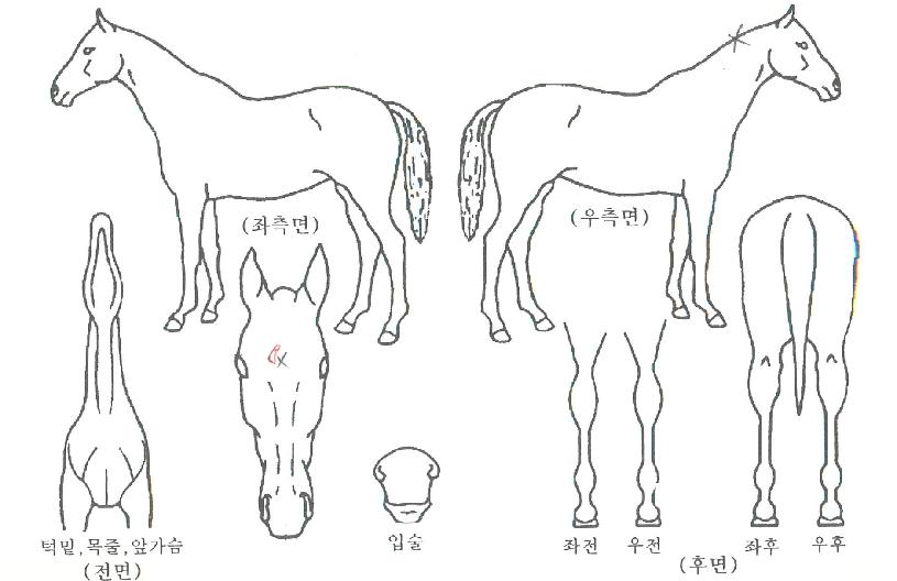 ¸¶Áß¹°ÀÇ Ãø¸é,¿ì¸é,µÞ¸é,µÎ»ó,´Ù¸®ÀÇ Æ¯Â¡µµÇØ