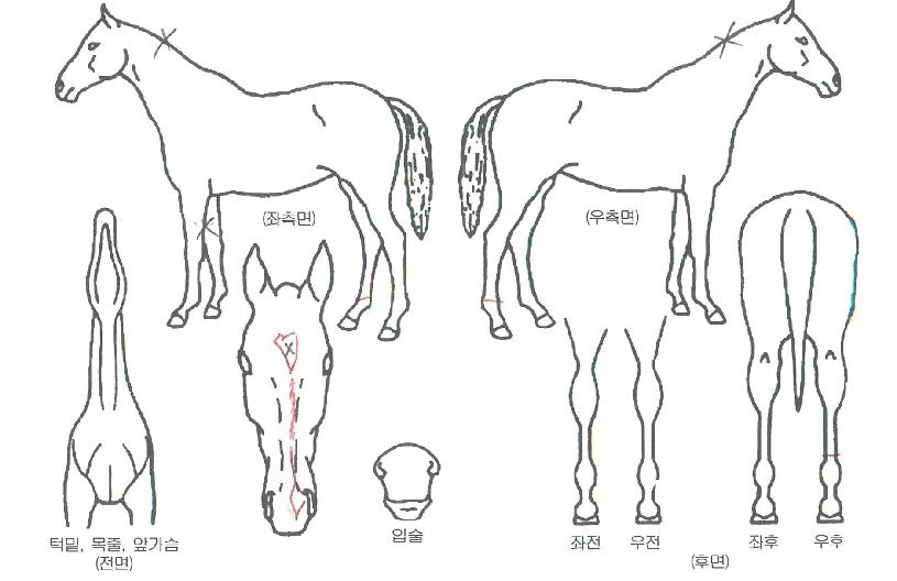 µµ¾îÅõµµ¾îÀÇ Ãø¸é,¿ì¸é,µÞ¸é,µÎ»ó,´Ù¸®ÀÇ Æ¯Â¡µµÇØ