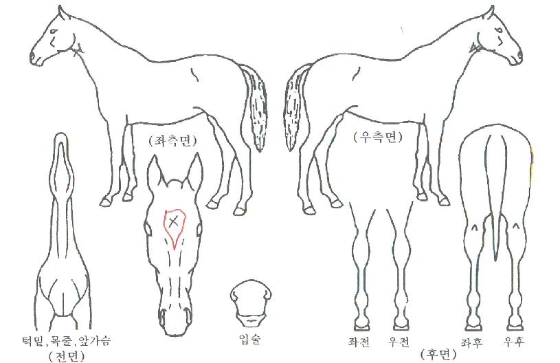 ´õ¼ÇÁ¶óÀÌÁîÀÇ Ãø¸é,¿ì¸é,µÞ¸é,µÎ»ó,´Ù¸®ÀÇ Æ¯Â¡µµÇØ