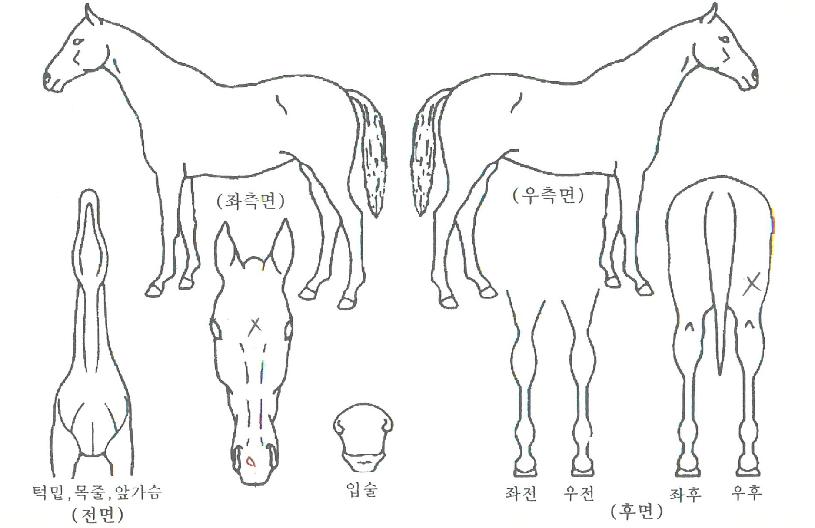 ¹Ì½ºÅÍÅ·ÀÇ Ãø¸é,¿ì¸é,µÞ¸é,µÎ»ó,´Ù¸®ÀÇ Æ¯Â¡µµÇØ