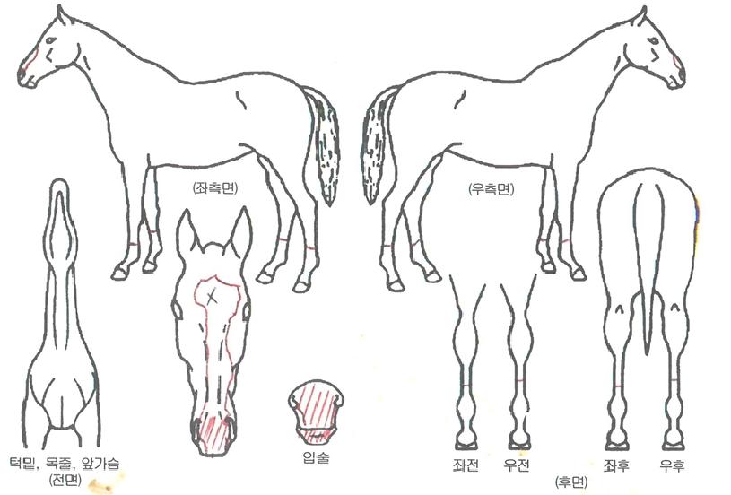 ��ö�Ŀ��� ����,���,�޸�,�λ�,�ٸ��� Ư¡����