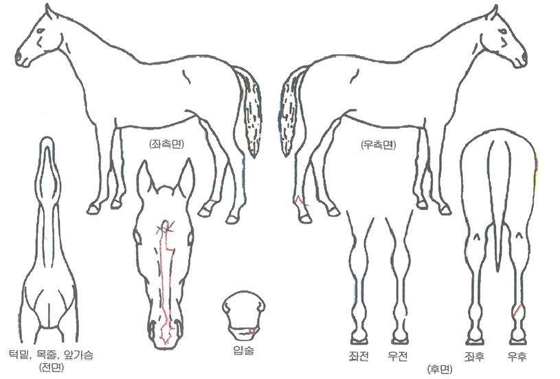 ´ëÇÑõ¿ÕÀÇ Ãø¸é,¿ì¸é,µÞ¸é,µÎ»ó,´Ù¸®ÀÇ Æ¯Â¡µµÇØ