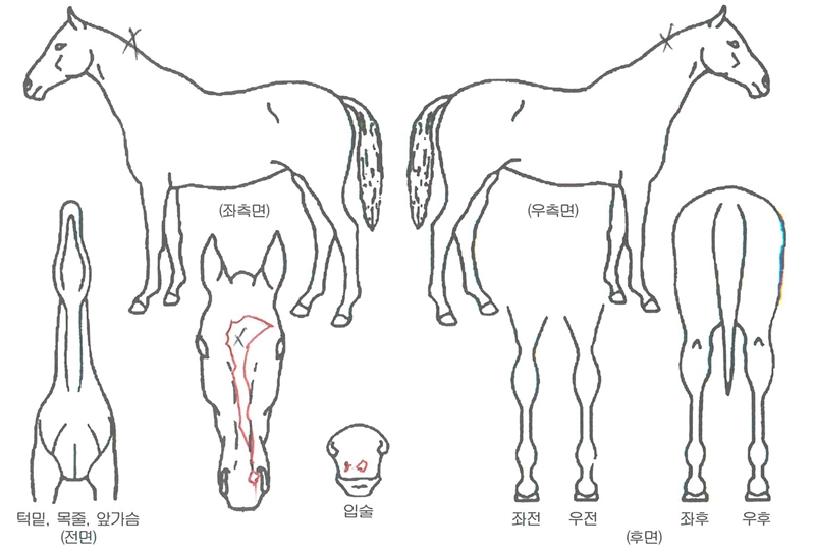 ÇÖÅõµ¥ÀÌÀÇ Ãø¸é,¿ì¸é,µÞ¸é,µÎ»ó,´Ù¸®ÀÇ Æ¯Â¡µµÇØ