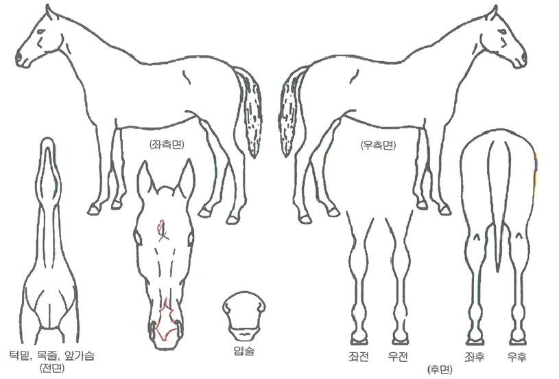 ¿ø´õÇ®¼¾Ãò¸®ÀÇ Ãø¸é,¿ì¸é,µÞ¸é,µÎ»ó,´Ù¸®ÀÇ Æ¯Â¡µµÇØ