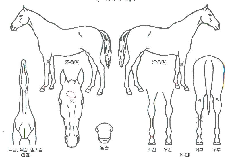 ���������̾��ڸ��� ����,���,�޸�,�λ�,�ٸ��� Ư¡����