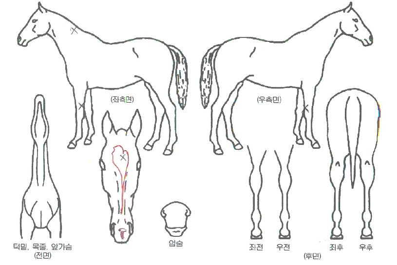 ����Ŭ������ ����,���,�޸�,�λ�,�ٸ��� Ư¡����