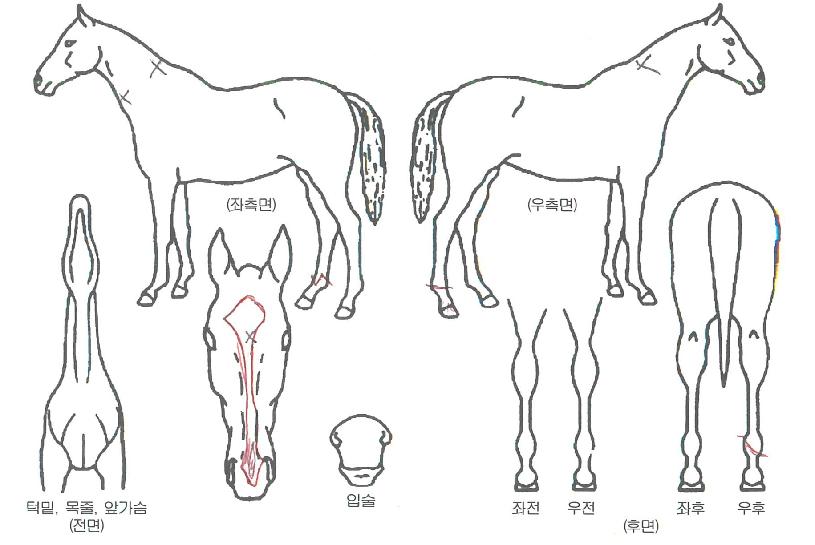¿Ã¼Ò¿ìÆÄ¿öÇ®ÀÇ Ãø¸é,¿ì¸é,µÞ¸é,µÎ»ó,´Ù¸®ÀÇ Æ¯Â¡µµÇØ