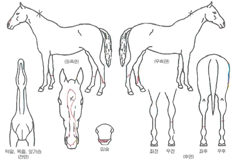 »çÀÏ·±Æ®¶ó°íÀÇ Ãø¸é,¿ì¸é,µÞ¸é,µÎ»ó,´Ù¸®ÀÇ Æ¯Â¡µµÇØ