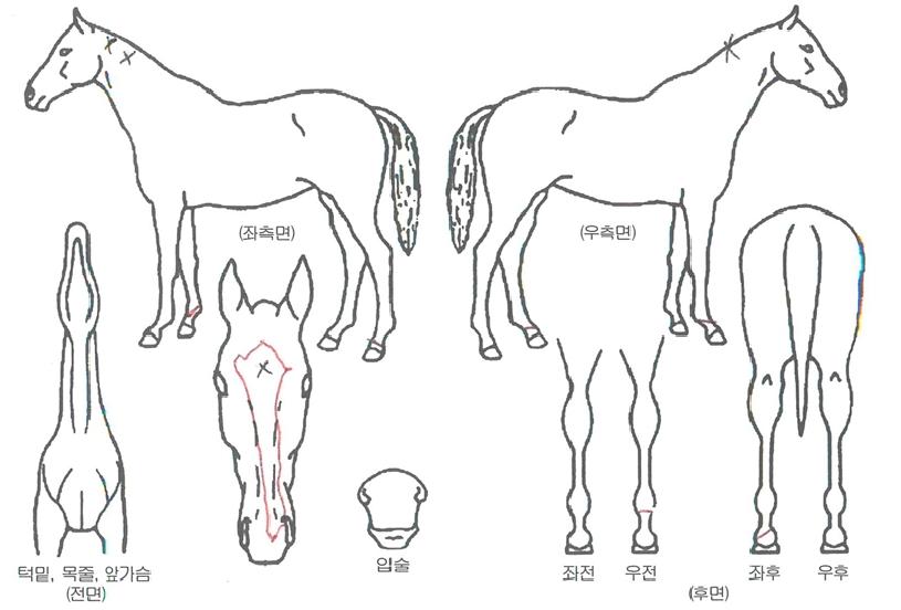 �λ�����ڸ��� ����,���,�޸�,�λ�,�ٸ��� Ư¡����