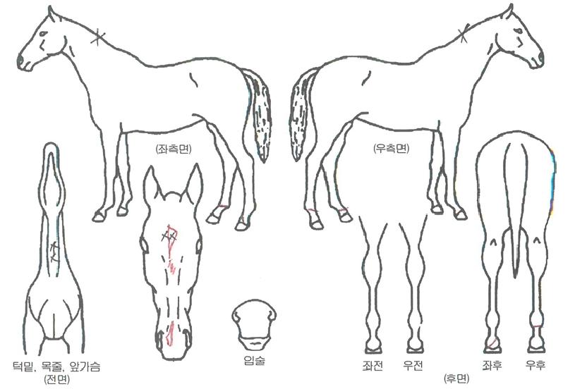 °ñµåÇÇÅ©ÀÇ Ãø¸é,¿ì¸é,µÞ¸é,µÎ»ó,´Ù¸®ÀÇ Æ¯Â¡µµÇØ