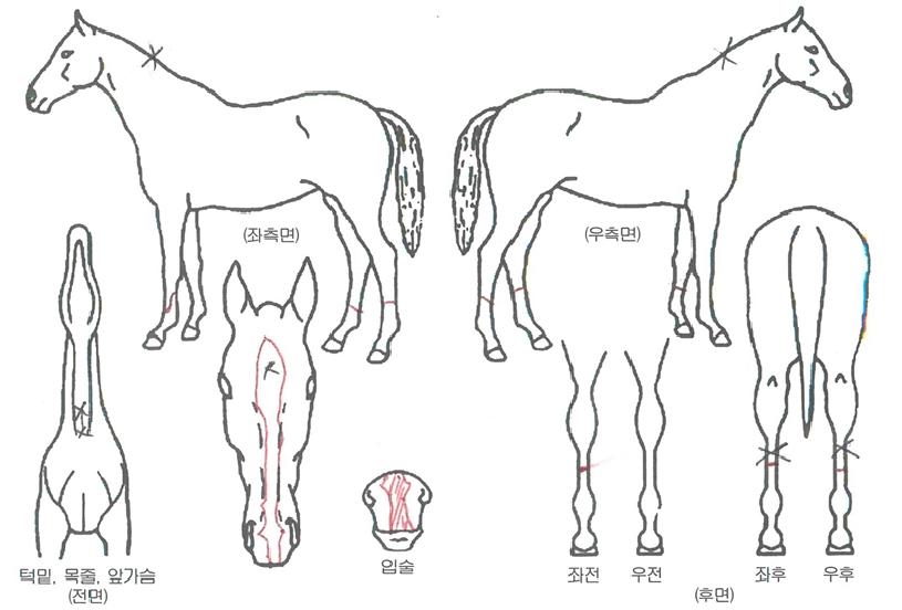 µ¿¼³ª·¡ÀÇ Ãø¸é,¿ì¸é,µÞ¸é,µÎ»ó,´Ù¸®ÀÇ Æ¯Â¡µµÇØ