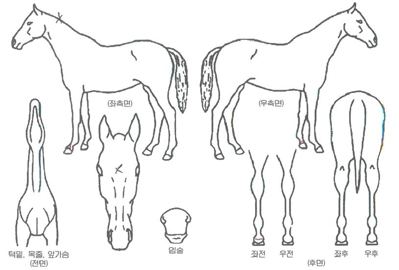 ��Ű��ȭ�� ����,���,�޸�,�λ�,�ٸ��� Ư¡����