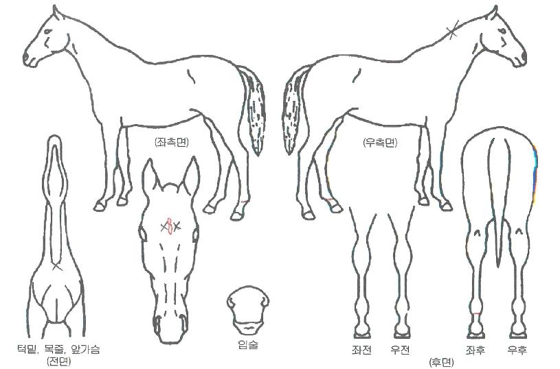 Çʽ´뼼ÀÇ Ãø¸é,¿ì¸é,µÞ¸é,µÎ»ó,´Ù¸®ÀÇ Æ¯Â¡µµÇØ