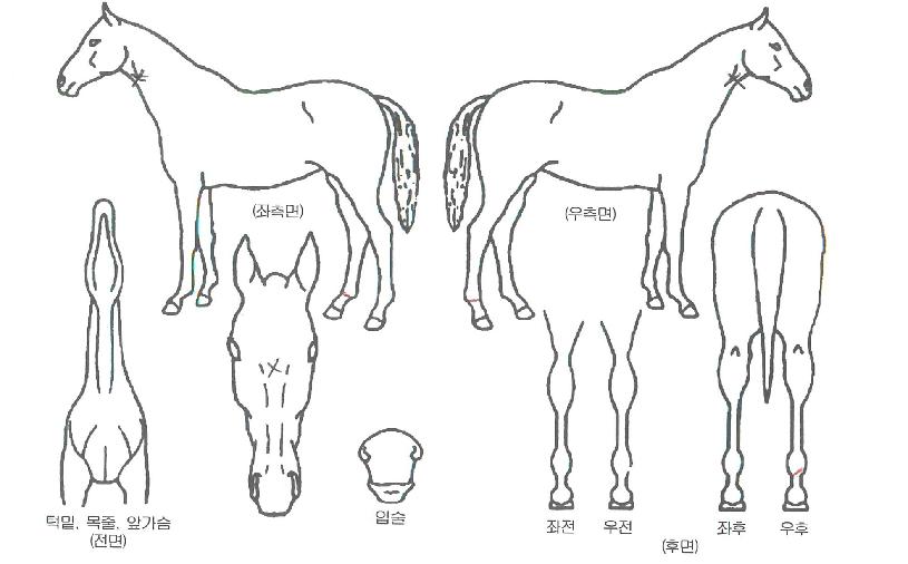 �Ѷ󸶴Ͼ��� ����,���,�޸�,�λ�,�ٸ��� Ư¡����