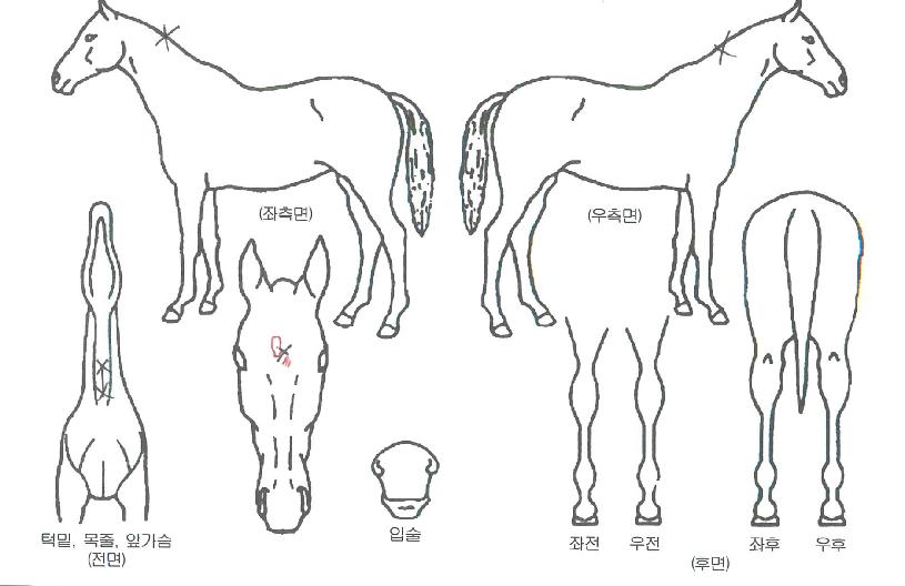 ��ö�ô��� ����,���,�޸�,�λ�,�ٸ��� Ư¡����