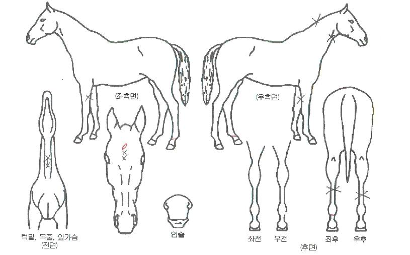 ´õ´õ¯ÀÇ Ãø¸é,¿ì¸é,µÞ¸é,µÎ»ó,´Ù¸®ÀÇ Æ¯Â¡µµÇØ