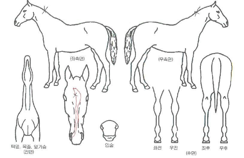 ´ºº£½ºÆ®ÀÇ Ãø¸é,¿ì¸é,µÞ¸é,µÎ»ó,´Ù¸®ÀÇ Æ¯Â¡µµÇØ