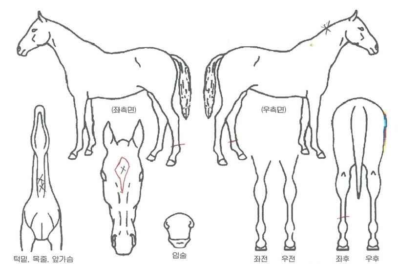 ´í½ÌÀ§³ÊÀÇ Ãø¸é,¿ì¸é,µÞ¸é,µÎ»ó,´Ù¸®ÀÇ Æ¯Â¡µµÇØ