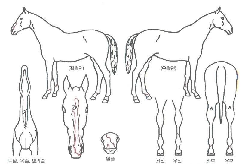 Ž����ǳ�� ����,���,�޸�,�λ�,�ٸ��� Ư¡����