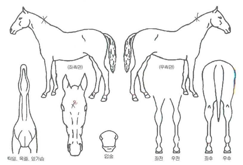 ÄüÆ÷½ºÀÇ Ãø¸é,¿ì¸é,µÞ¸é,µÎ»ó,´Ù¸®ÀÇ Æ¯Â¡µµÇØ