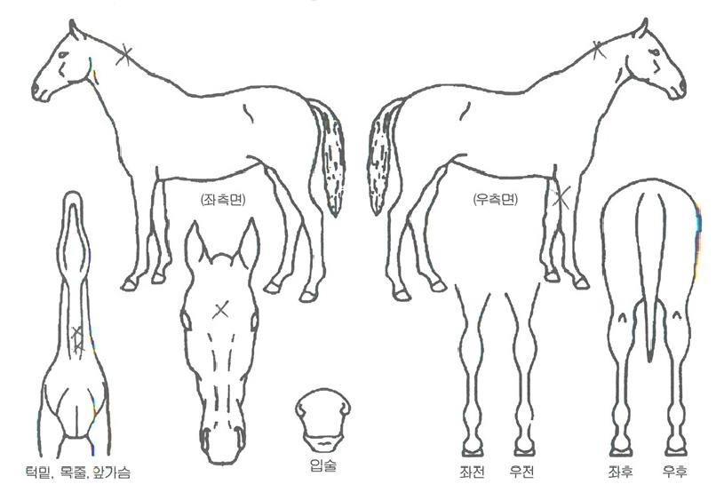 ±Ý°ÃàÁ¦ÀÇ Ãø¸é,¿ì¸é,µÞ¸é,µÎ»ó,´Ù¸®ÀÇ Æ¯Â¡µµÇØ