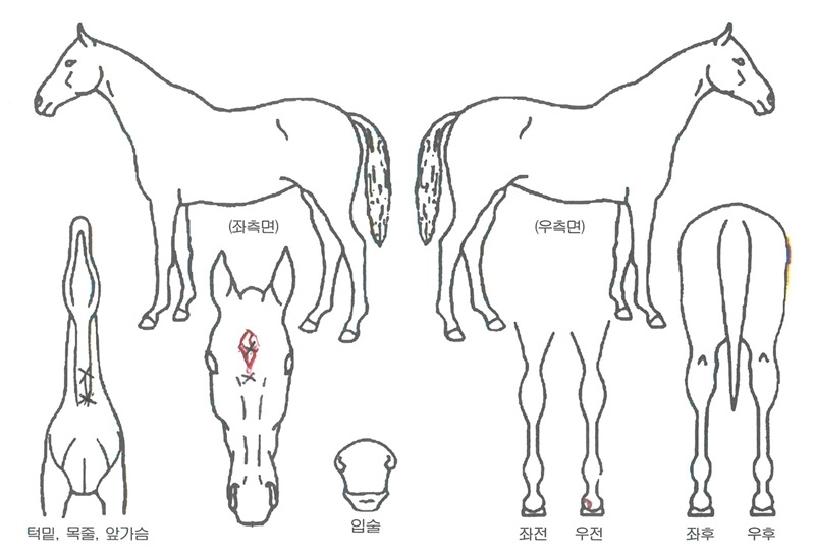 ¹è´Ù¸®Çà¿îÀÇ Ãø¸é,¿ì¸é,µÞ¸é,µÎ»ó,´Ù¸®ÀÇ Æ¯Â¡µµÇØ