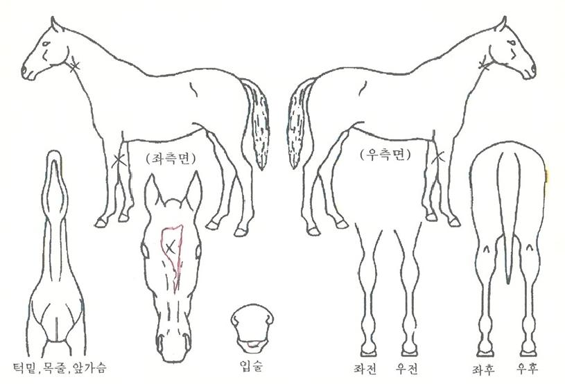 ȣ�������� ����,���,�޸�,�λ�,�ٸ��� Ư¡����