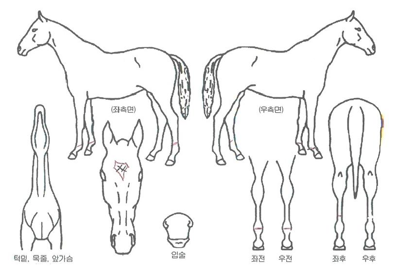 ����õ���� ����,���,�޸�,�λ�,�ٸ��� Ư¡����