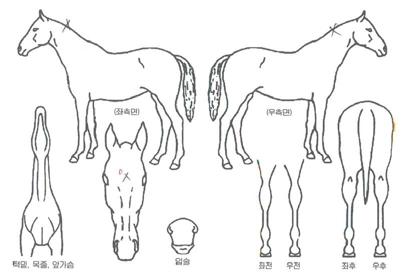 ����ȭ�̾��ڸ��� ����,���,�޸�,�λ�,�ٸ��� Ư¡����