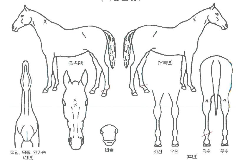 ½ºÅ¸·°Å°ÀÇ Ãø¸é,¿ì¸é,µÞ¸é,µÎ»ó,´Ù¸®ÀÇ Æ¯Â¡µµÇØ