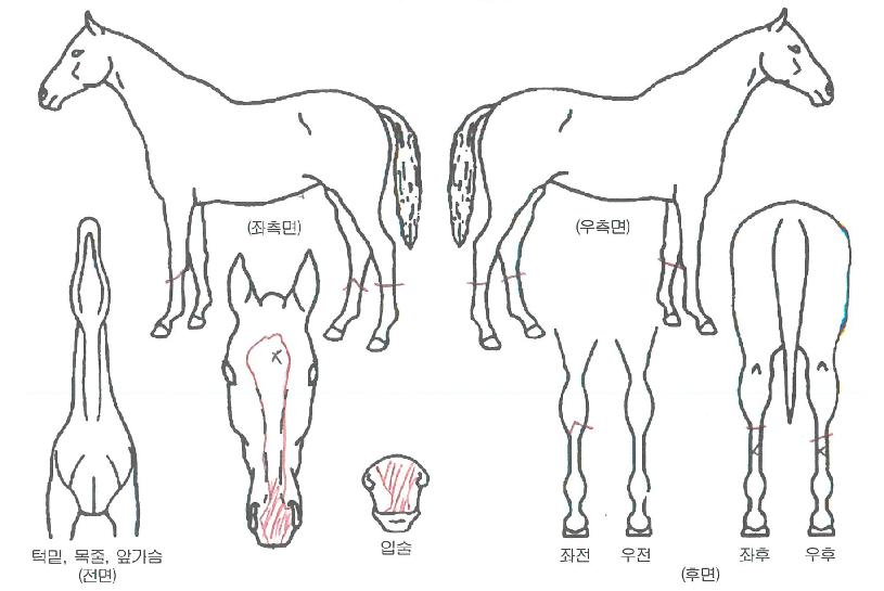 ·Î¿Á¤»óÀÇ Ãø¸é,¿ì¸é,µÞ¸é,µÎ»ó,´Ù¸®ÀÇ Æ¯Â¡µµÇØ