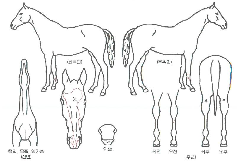 ���Ƚ�Ÿ�� ����,���,�޸�,�λ�,�ٸ��� Ư¡����