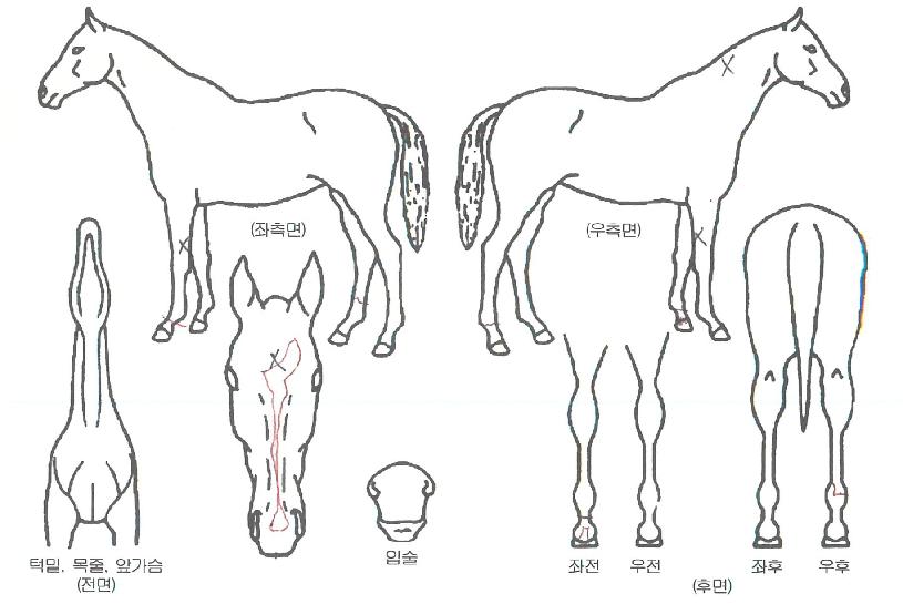 °¨¼ºÆø¹ßÀÇ Ãø¸é,¿ì¸é,µÞ¸é,µÎ»ó,´Ù¸®ÀÇ Æ¯Â¡µµÇØ