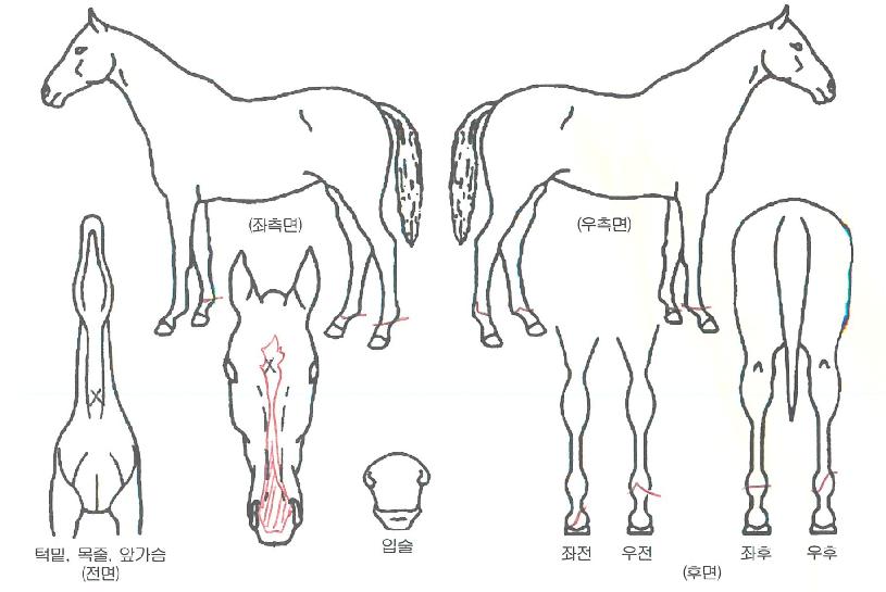 �帲�������� ����,���,�޸�,�λ�,�ٸ��� Ư¡����