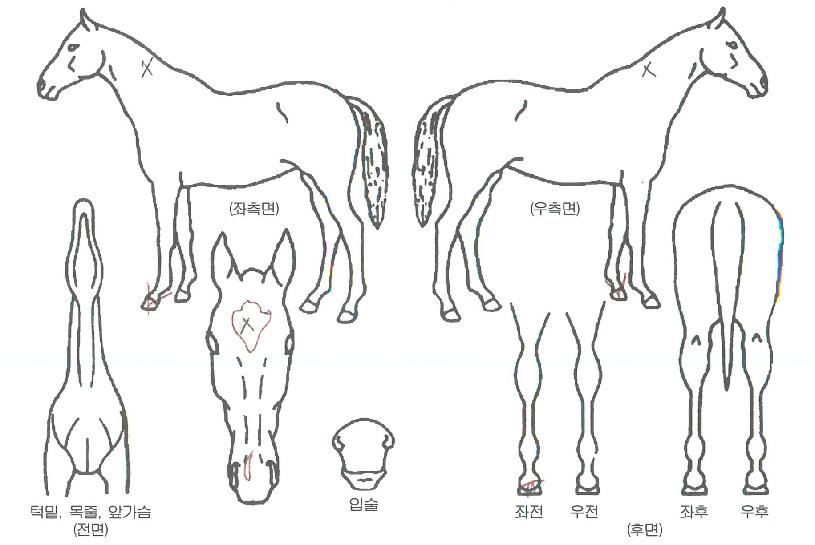 ��Ÿ��Į���� ����,���,�޸�,�λ�,�ٸ��� Ư¡����