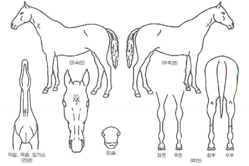 ´ë¸í½ºÅ¸ÀÇ Ãø¸é,¿ì¸é,µÞ¸é,µÎ»ó,´Ù¸®ÀÇ Æ¯Â¡µµÇØ