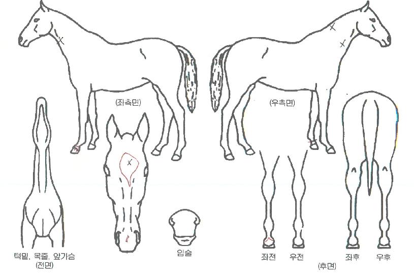 ��Ÿ�Ƹ����� ����,���,�޸�,�λ�,�ٸ��� Ư¡����