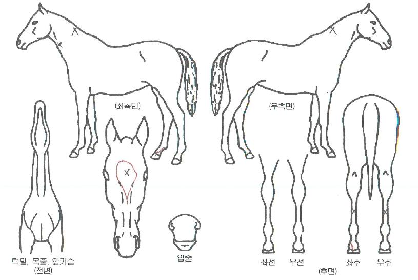 ��Ÿ������� ����,���,�޸�,�λ�,�ٸ��� Ư¡����