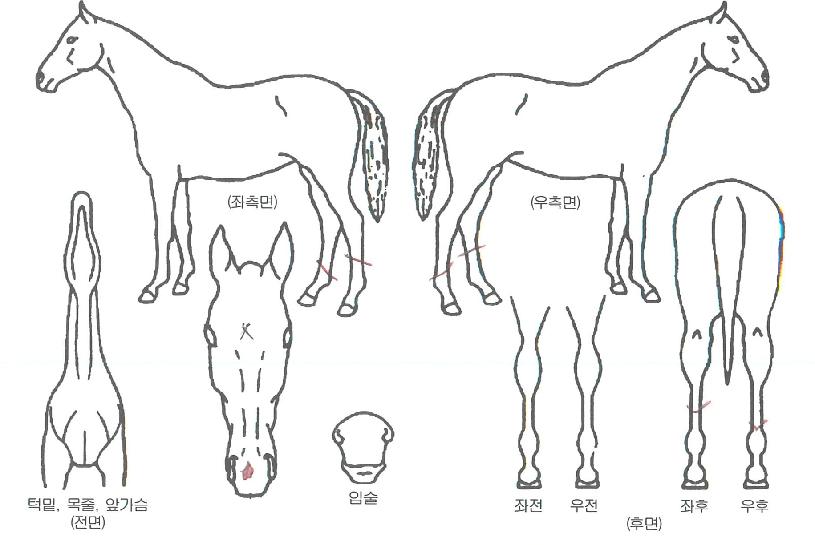 À̱ۻ轺ÀÇ Ãø¸é,¿ì¸é,µÞ¸é,µÎ»ó,´Ù¸®ÀÇ Æ¯Â¡µµÇØ