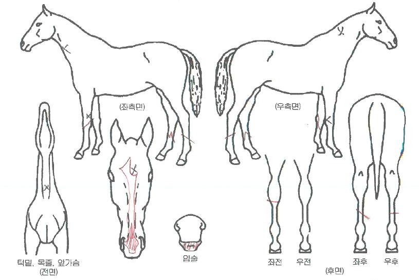 ÇÁ·¹Àúº£À̼ÇÀÚ¸¶ÀÇ Ãø¸é,¿ì¸é,µÞ¸é,µÎ»ó,´Ù¸®ÀÇ Æ¯Â¡µµÇØ