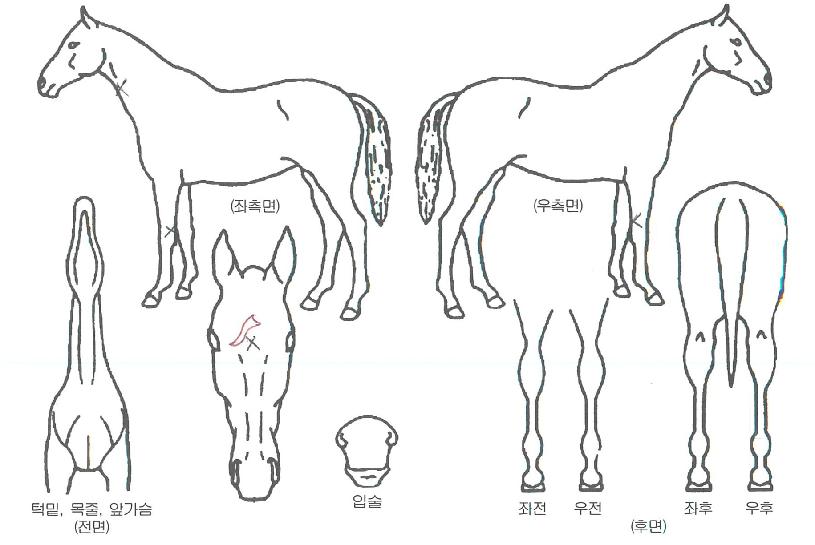 ½´ÆÛ¯¯ÀÌÀÇ Ãø¸é,¿ì¸é,µÞ¸é,µÎ»ó,´Ù¸®ÀÇ Æ¯Â¡µµÇØ